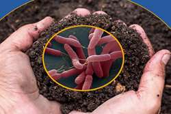 بیماری مشمشه تهدید جدی برای پرورش دهندگان اسب